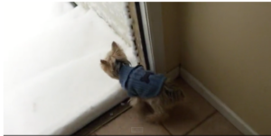 Yorkie sees snow for the first time